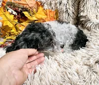 Carrie, a female Poodle - Toy  for sale in Kite, GA – Photo 2 of 3