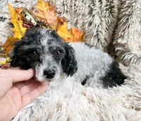 Carrie, a female Poodle - Toy  for sale in Kite, GA – Photo 1 of 3