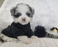 Black Collar 1.09 lbs at 6wks, a male Maltipoo for sale in Kite, GA – 6 of 10