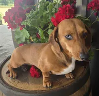 Pebbles, a female Miniature Dachshund for sale in Kite, GA – 4 of 6