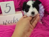 Purple Collar Maltipoo Girl, a female Maltipoo for sale in Kite, GA – 7 of 9