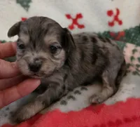 Blue Collar, a male Maltipoo for sale in Kite, GA – Photo 7 of 7