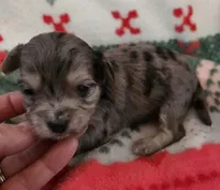 Blue Collar, a male Maltipoo for sale in Kite, GA – Photo 3 of 7