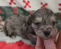 Blue Collar, a male Maltipoo for sale in Kite, GA – Photo 4 of 7