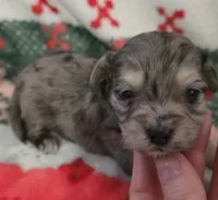 Blue Collar, a male Maltipoo for sale in Kite, GA – Photo 5 of 7