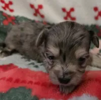 Blue Collar, a male Maltipoo for sale in Kite, GA – Photo 6 of 7