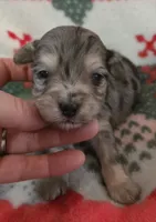 Blue Collar, a male Maltipoo for sale in Kite, GA – Photo 1 of 7