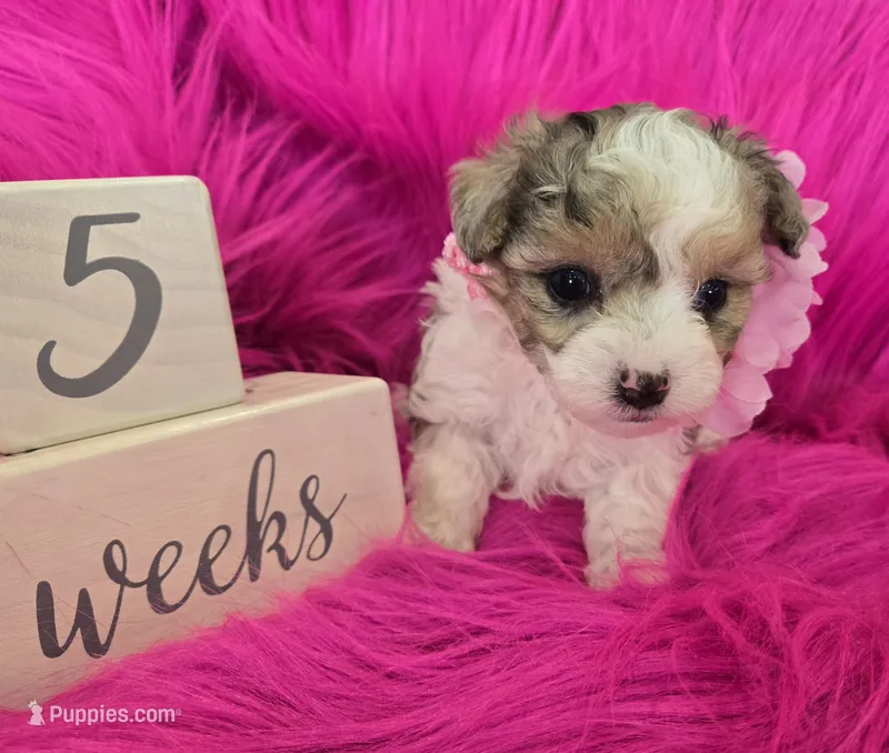 Pink Collar Maltipoo Girl – Maltipoo puppy for sale in Kite, GA