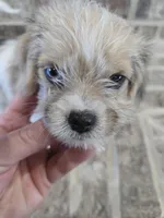 Pink Collar "MAUXIE" GIRL, a female Maltese and Miniature Dachshund for sale in Kite, GA – Photo 8 of 8
