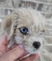 Pink Collar "MAUXIE" GIRL, a female Maltese and Miniature Dachshund for sale in Kite, GA – Photo 5 of 8