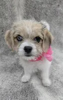 Sweet lil "MAUXIE" GIRL, a female Maltese and Miniature Dachshund for sale in Kite, GA – Photo 2 of 8