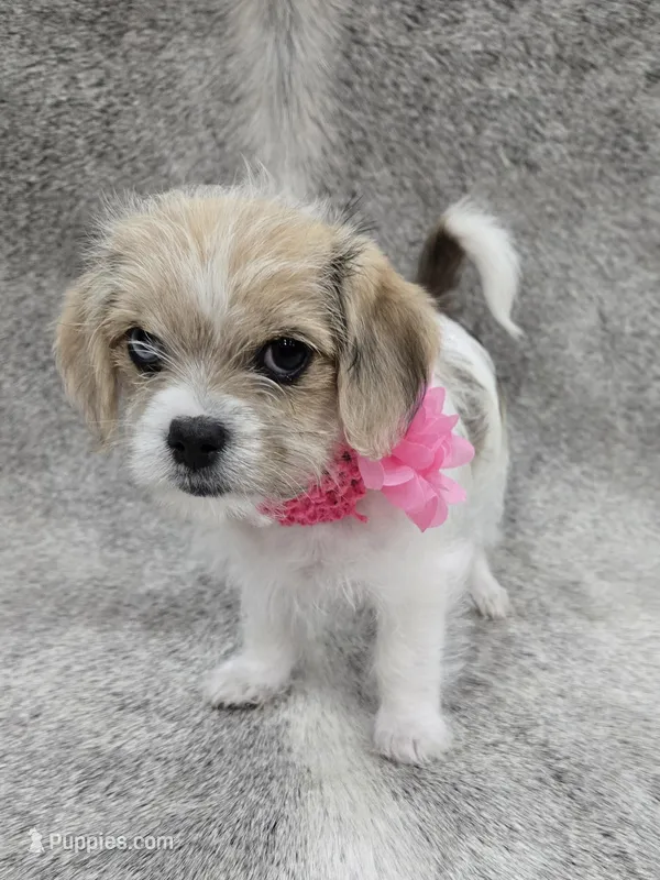 Sweet lil "MAUXIE" GIRL – Maltese, Miniature Dachshund puppy for sale in Kite, GA