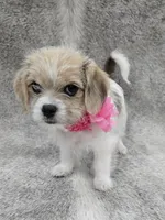 Sweet lil "MAUXIE" GIRL, a female Maltese and Miniature Dachshund for sale in Kite, GA – Photo 1 of 8