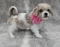 Sweet lil "MAUXIE" GIRL, a female Maltese and Miniature Dachshund for sale in Kite, GA – Photo 8 of 8