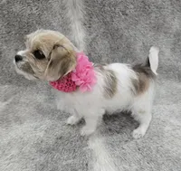 Sweet lil "MAUXIE" GIRL, a female Maltese and Miniature Dachshund for sale in Kite, GA – Photo 6 of 8