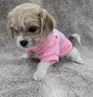 Sweet lil "MAUXIE" GIRL, a female Maltese and Miniature Dachshund for sale in Kite, GA – Photo 7 of 8