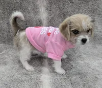 Sweet lil "MAUXIE" GIRL, a female Maltese and Miniature Dachshund for sale in Kite, GA – Photo 4 of 8