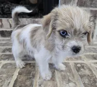 Pink Collar "MAUXIE" GIRL, a female Maltese and Miniature Dachshund for sale in Kite, GA – Photo 7 of 8