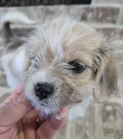 Pink Collar "MAUXIE" GIRL, a female Maltese and Miniature Dachshund for sale in Kite, GA – Photo 4 of 8