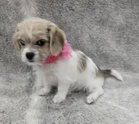 Sweet lil "MAUXIE" GIRL, a female Maltese and Miniature Dachshund for sale in Kite, GA – Photo 3 of 8