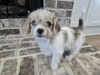 Pink Collar "MAUXIE" GIRL, a female Maltese and Miniature Dachshund for sale in Kite, GA – Photo 1 of 8