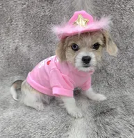 Sweet lil "MAUXIE" GIRL, a female Maltese and Miniature Dachshund for sale in Kite, GA – Photo 5 of 8