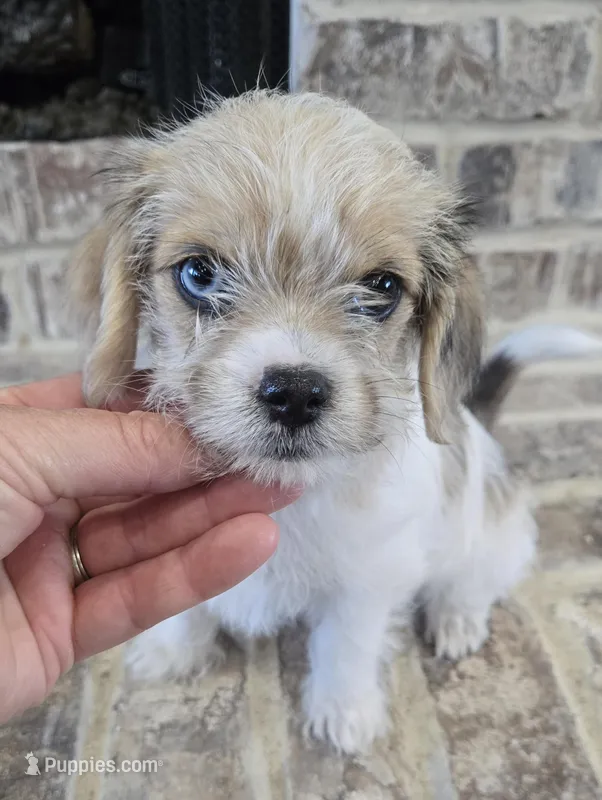 REDUCED!!!"MAUXIE" GIRL – Maltese, Miniature Dachshund puppy for sale in Kite, GA