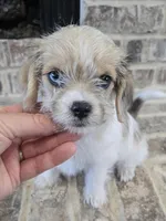 Pink Collar "MAUXIE" GIRL, a female Maltese and Miniature Dachshund for sale in Kite, GA – Photo 2 of 8