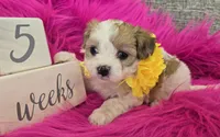 Yellow Collar Maltipoo Girl, a female Maltipoo for sale in Kite, GA – 4 of 9