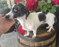Roxie, a female Miniature Dachshund for sale in Kite, GA – 2 of 3