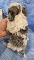 Black Collar Maltipoo Boy, a male Maltipoo for sale in Kite, GA – 7 of 10