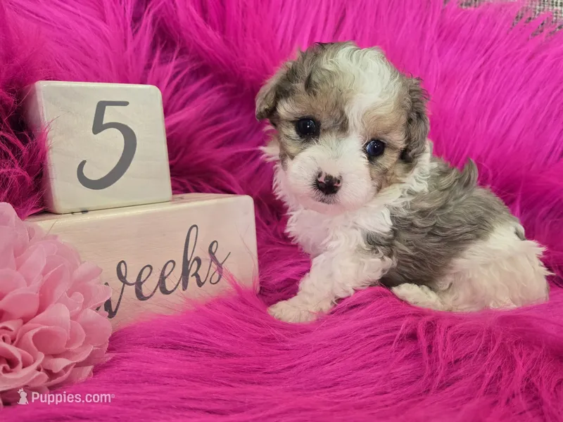 Pink Collar Maltipoo Girl – Maltipoo puppy for sale in Kite, GA