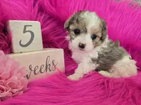 Pink Collar Maltipoo Girl, a female Maltipoo for sale in Kite, GA – 1 of 9