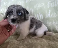 Blue Collar "Mauxie" Boy, a male Maltese and Miniature Dachshund for sale in Kite, GA – Photo 4 of 8