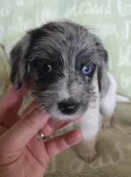 Blue Collar "Mauxie" Boy, a male Maltese and Miniature Dachshund for sale in Kite, GA – Photo 2 of 8