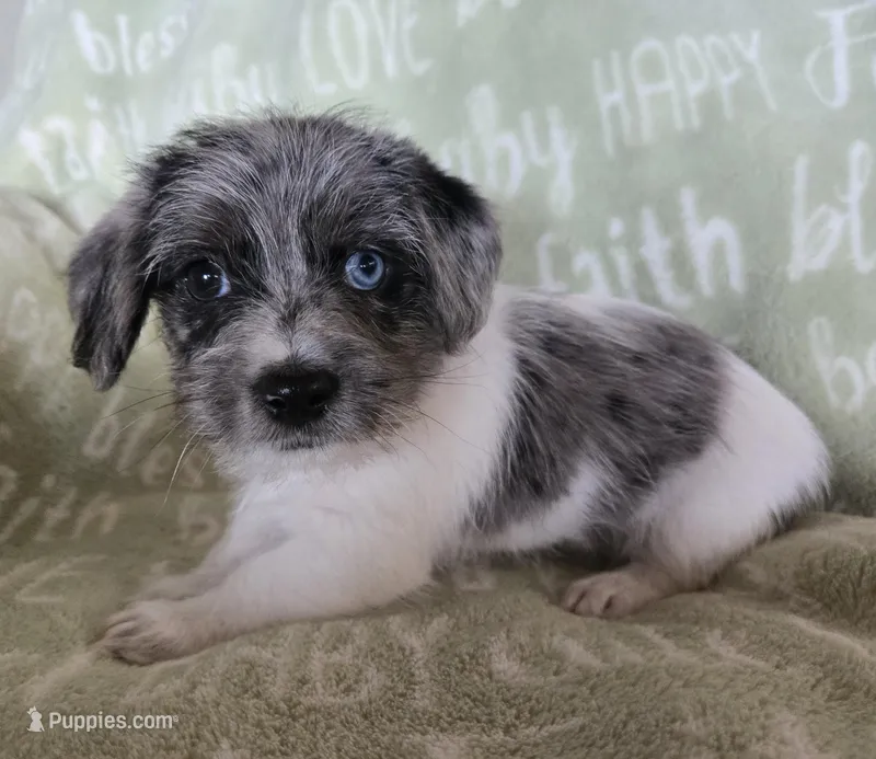 Blue Collar "Mauxie" Boy – Maltese, Miniature Dachshund puppy for sale in Kite, GA