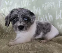 Blue Collar "Mauxie" Boy, a male Maltese and Miniature Dachshund for sale in Kite, GA – Photo 1 of 8