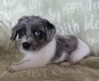 Blue Collar "Mauxie" Boy, a male Maltese and Miniature Dachshund for sale in Kite, GA – Photo 3 of 8