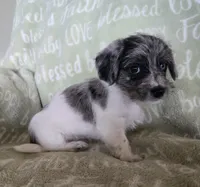 Blue Collar "Mauxie" Boy, a male Maltese and Miniature Dachshund for sale in Kite, GA – Photo 8 of 8
