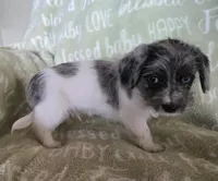 Blue Collar "Mauxie" Boy, a male Maltese and Miniature Dachshund for sale in Kite, GA – Photo 6 of 8