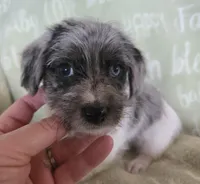 Blue Collar "Mauxie" Boy, a male Maltese and Miniature Dachshund for sale in Kite, GA – Photo 5 of 8