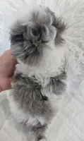 Black Collar 1.09 lbs at 6wks, a male Maltipoo for sale in Kite, GA – 8 of 10
