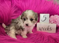 Pink Collar Maltipoo Girl, a female Maltipoo for sale in Kite, GA – 3 of 9