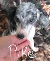 Purple Collar Maltipoo Girl, a female Maltipoo for sale in Kite, GA – 9 of 9