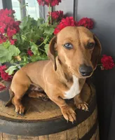 Pebbles, a female Miniature Dachshund for sale in Kite, GA – 5 of 6