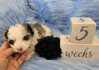 Black Collar Maltipoo Boy, a male Maltipoo for sale in Kite, GA – 3 of 10