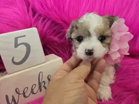 Pink Collar Maltipoo Girl, a female Maltipoo for sale in Kite, GA – 7 of 9