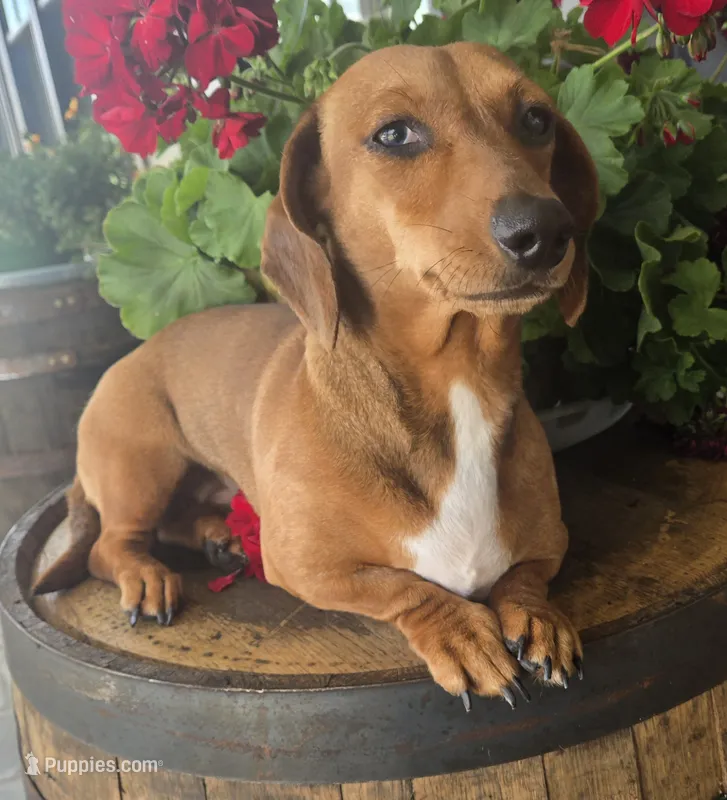 Pebbles – Miniature Dachshund puppy for sale in Kite, GA