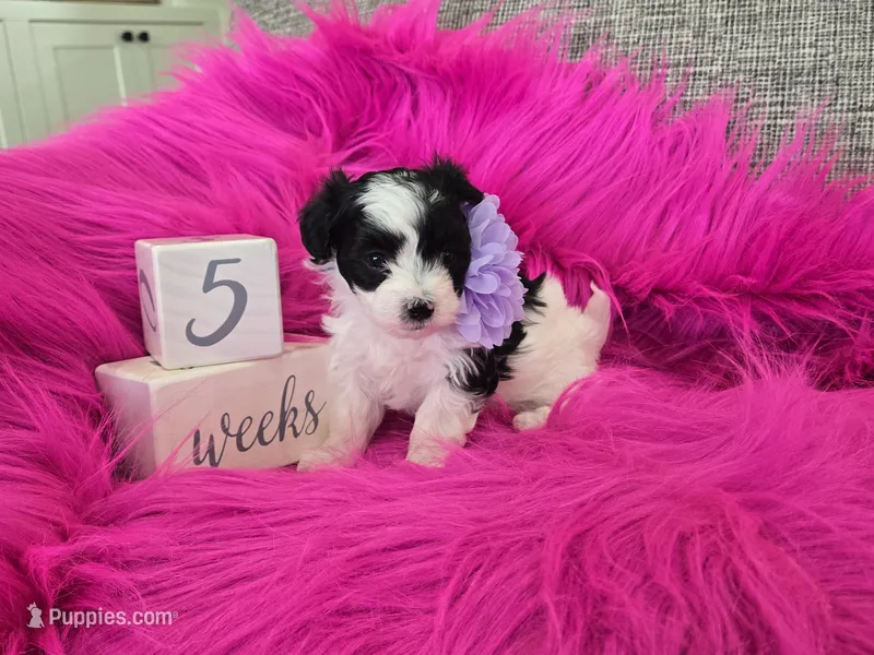 Purple Collar Maltipoo Girl – Maltipoo puppy for sale in Kite, GA