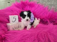 Purple Collar Maltipoo Girl, a female Maltipoo for sale in Kite, GA – 1 of 9